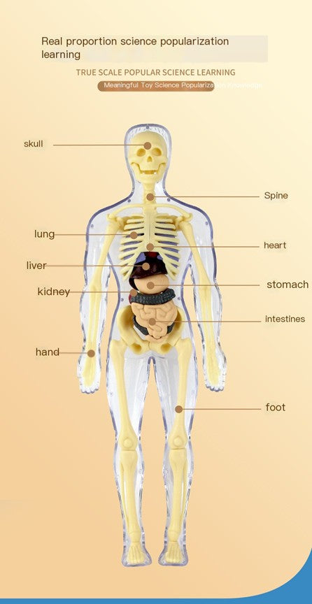 Human Anatomy Model - Children's Educational Toy - Winima