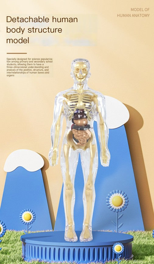 Human Anatomy Model - Children's Educational Toy