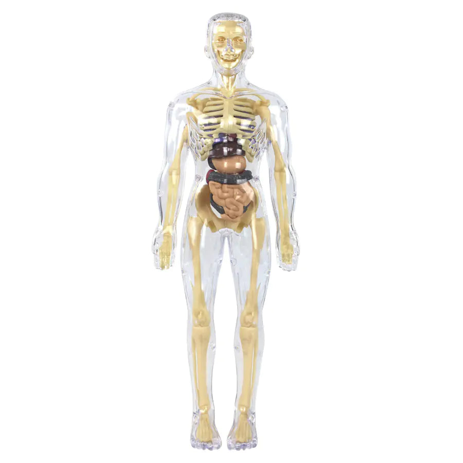 Human Anatomy Model - Children's Educational Toy
