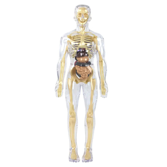 Human Anatomy Model - Children's Educational Toy